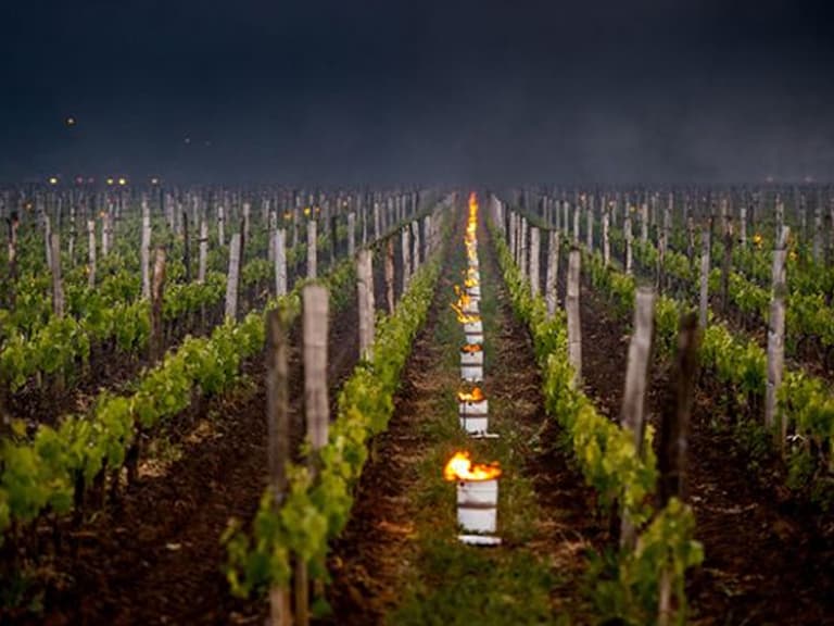 World wine production plummets to 1960s levels