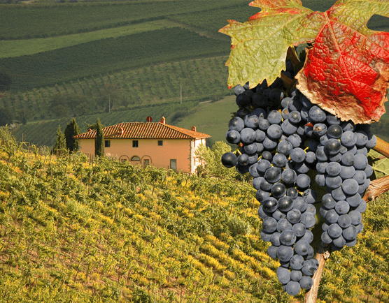 DISCOVER OUR WINES